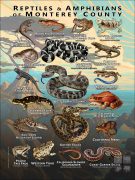Reptiles & Amphibians of Monterey County poster