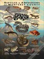 Reptiles & Amphibians of Monterey County poster