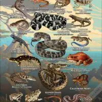 Reptiles & Amphibians of Monterey County poster