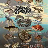 Reptiles & Amphibians of Monterey County poster