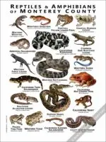 Reptiles & Amphibians of Monterey County Poster - Image 2