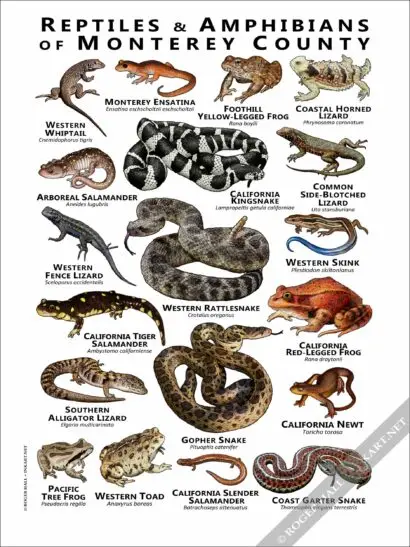 Reptiles & Amphibians of Monterey County Poster - Image 2