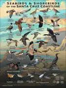 Seabirds & Shorebirds of Santa Cruz County poster print
