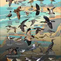 Seabirds & Shorebirds of Santa Cruz County poster print