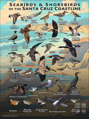 Seabirds & Shorebirds of Santa Cruz County poster print