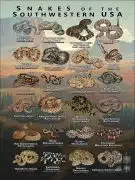Snakes of the Southwestern USA poster print
