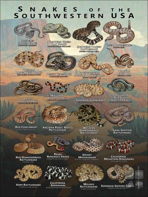 Snakes of the Southwestern USA poster print