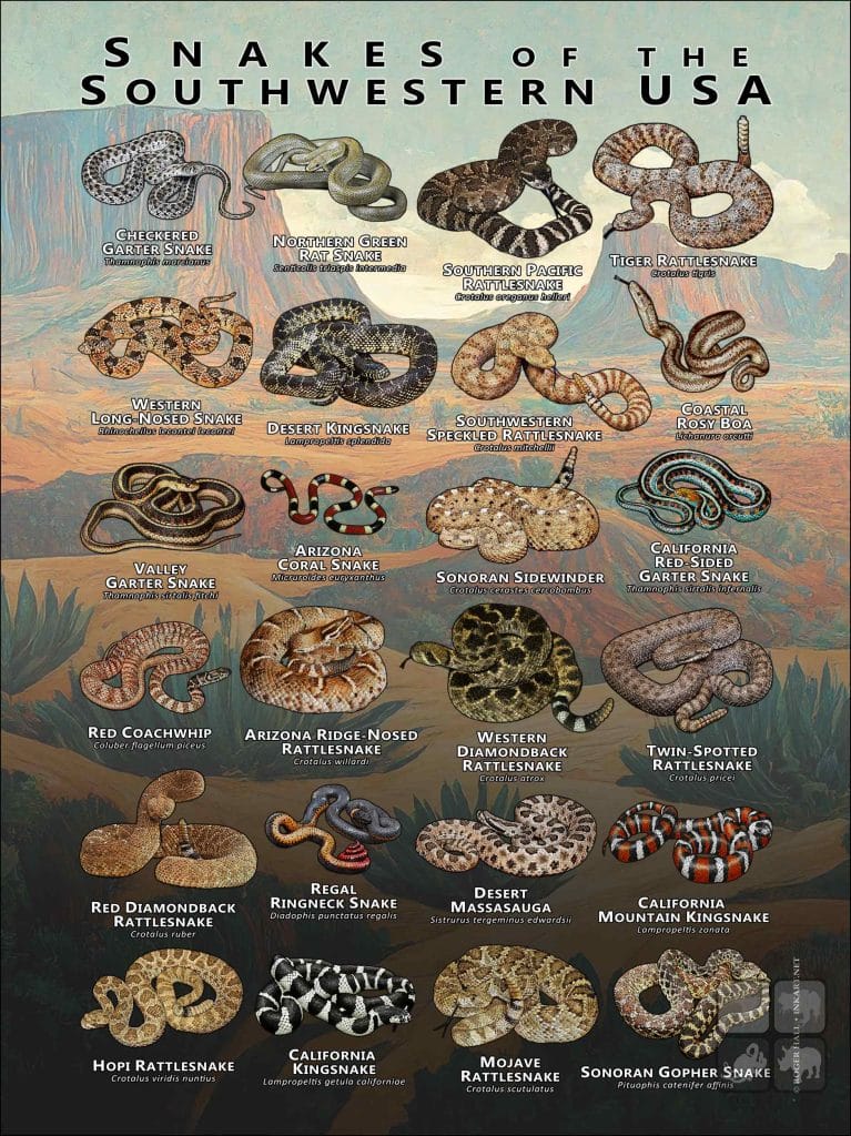 Snake State Snakes of the Southwestern USA Poster Print