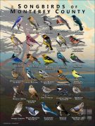 Songbirds of Monterey County, California poster print