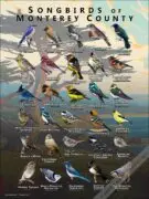 Songbirds of Monterey County, California poster print