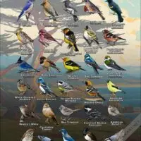 Songbirds of Monterey County, California poster print