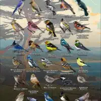 Songbirds of Monterey County, California poster print
