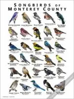 Songbirds of Monterey County Poster Print - Image 2
