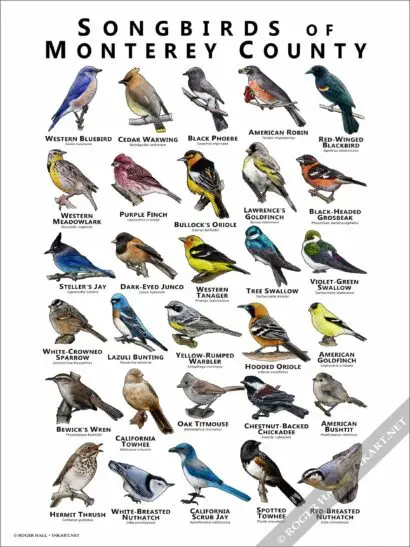 Songbirds of Monterey County Poster Print - Image 2