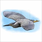 Striated Heron illustration