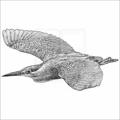 Striated Heron black and white drawing