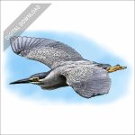 Striated Heron stock art drawing