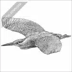 Striated Heron black and white stock drawing
