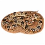 Western Long-Nosed Snake illustration