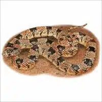 Western Long-Nosed Snake illustration