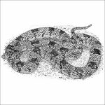 Western Long-Nosed Snake black and white drawing