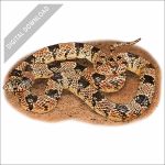Western Long-Nosed Snake stock art drawing