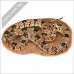 Western Long-Nosed Snake stock art drawing