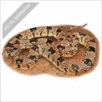 Western Long-Nosed Snake stock art drawing