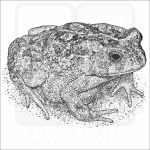 African Common Toad black and white drawing
