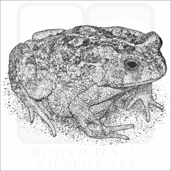 African Common Toad black and white drawing