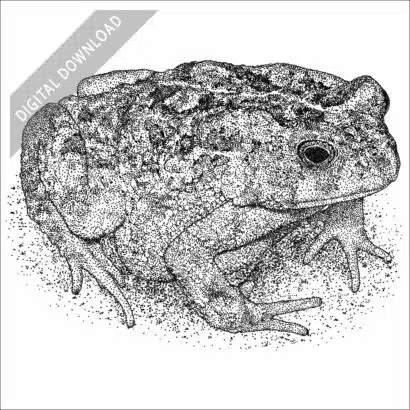 African Common Toad black and white stock drawing
