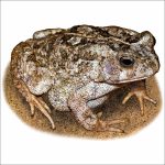 African Common Toad drawing