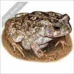 African Common Toad stock art drawing