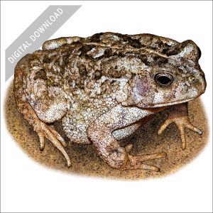 African Common Toad stock art drawing