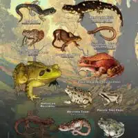Amphibians of Alameda County poster