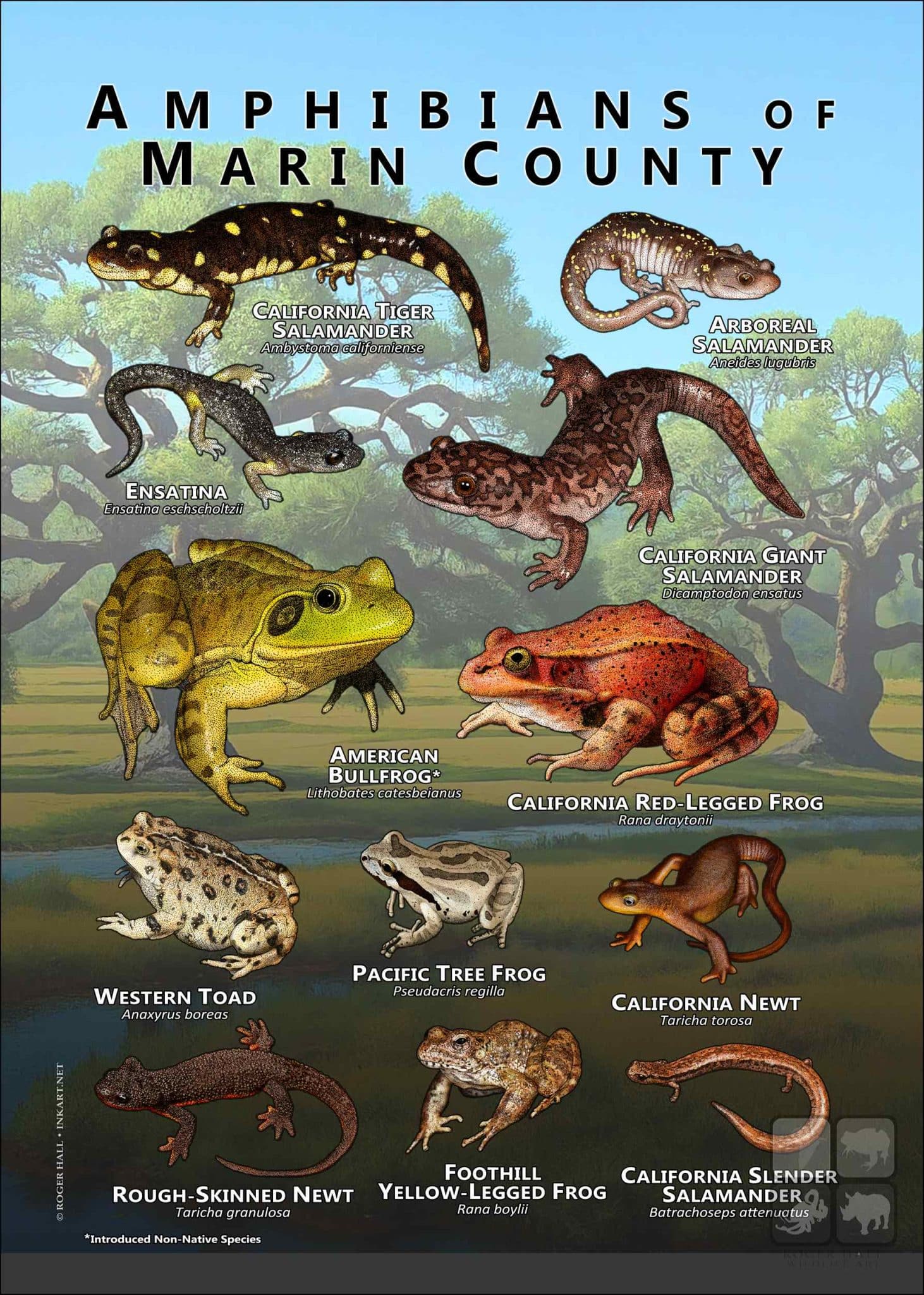Amphibians of Sonoma County Poster Print