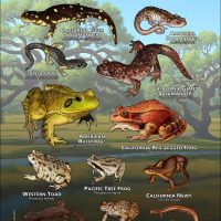 Amphibians of Marin County poster