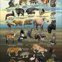 Animals of Bolivia poster print