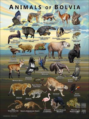 Animals of Bolivia poster print