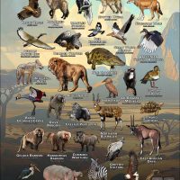 Wildlife of Ethiopia poster