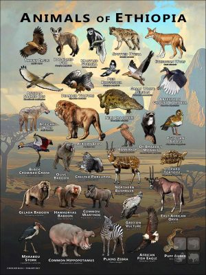 Wildlife of Ethiopia poster