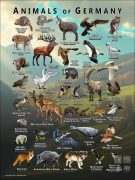 Wildlife of Germany poster