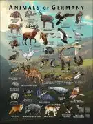 Wildlife of Germany poster