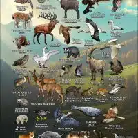 Wildlife of Germany poster