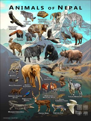 Wildlife of Nepal poster