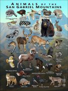 Animals of the San Gabriel Mountains poster print
