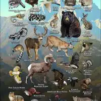 Animals of the San Gabriel Mountains poster print