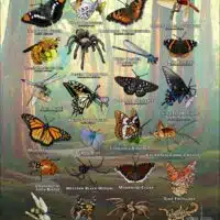 Arachnids & Insects of Monterey County poster