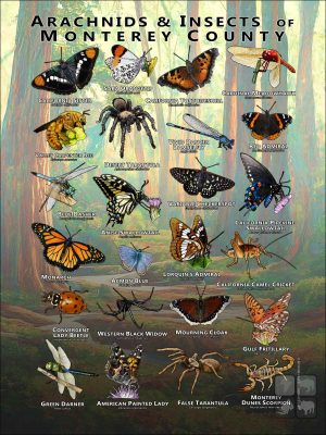 Arachnids & Insects of Monterey County poster
