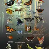 Arachnids & Insects of Santa Cruz County poster